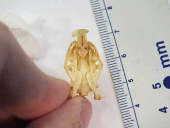 Media type: image;   Herpetology R-6675